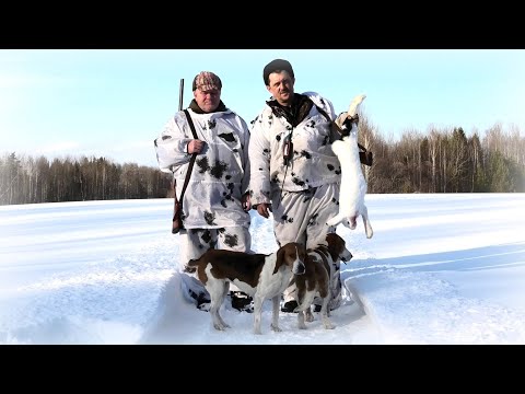 Видео: Охота на зайца с Эстонскими гончими, это не собаки а клещи какие то!