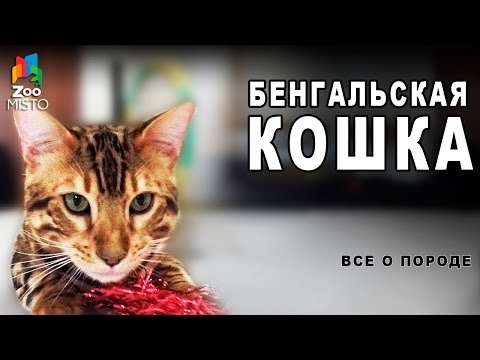 Видео: Бенгальская Кошка -  Все о породе