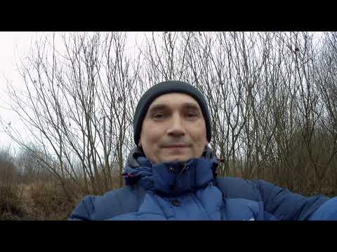 Видео: ПРО ГОЛУБИКУ ДЛЯ НАЧИНАЮЩИХ.