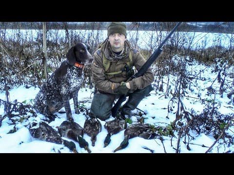 Видео: ОХОТА НА УТКУ С КУРЦХААРОМ  - УТКИ ПОЛНО!