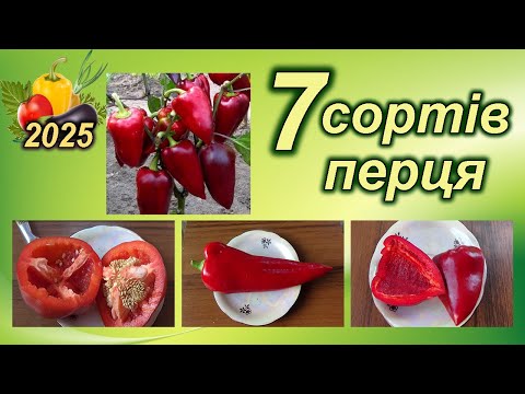 Видео: 7 СОРТІВ ПЕРЦЯ - урожай відрами в будь яких умовах