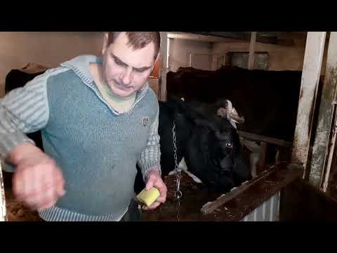 Видео: #У КОРОВЫ ГНОЯТСЯ  ГЛАЗА# Экстренное лечение.