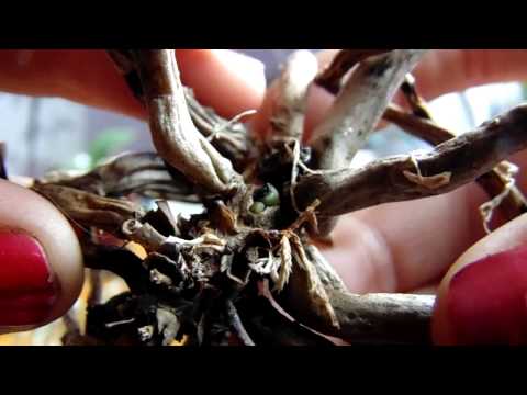 Видео: Не выбрасывайте пенечки орхидей!!!