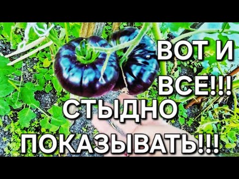 Видео: Просто скажи спасибо!
