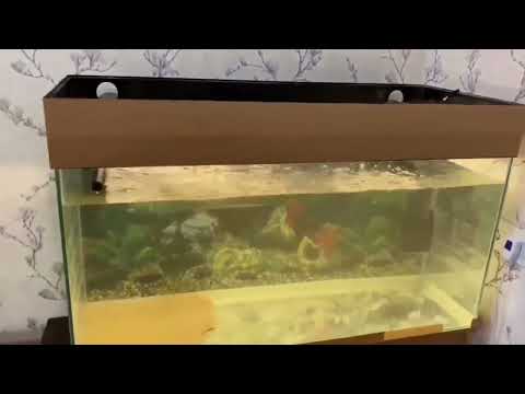 Видео: AqwaEL ultramax 2000 . новый запуск фильтра и честный отзыв