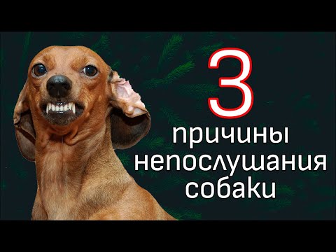 Видео: Почему не слушается собака?