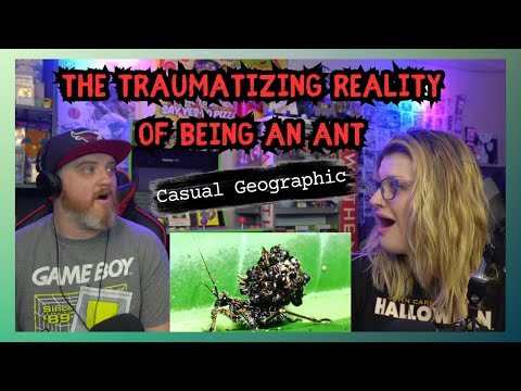 Видео: Casual Geographic: Травмирующая реальность жизни муравья @mndiaye_97 | HatGuy и @gnarlynikki React