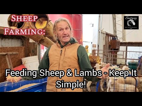 Видео: Овцеводство: кормление овец и ягнят — все просто!