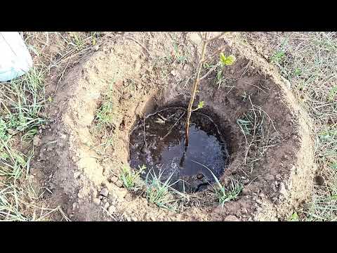 Видео: Модны бордоо "БИОГУМ" зөвлөмж.БиоУндарга захирал Б.Цэрэнчимэд,  Х.Эрдэнэпил