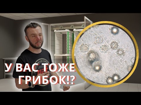Видео: Пропагатор / питиум / микрозелень / аэропоника