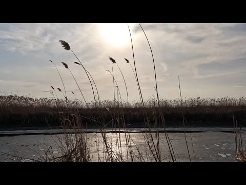 Видео: Зимовий фідер на річці Сула: вибаглива риба на мотиля, пінку та кукурудзу! #flagman #fishing #fish