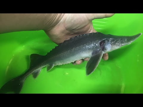 Видео: УЗВ/ Покупка подрощенного малька КАЛУГИ/ Недостатки при перевозке в мороз.