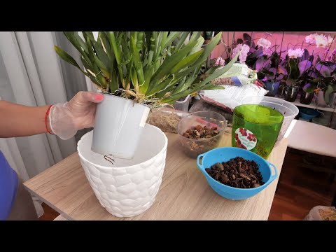 Видео: Пересадка орхидеи в горшок с АВТОПОЛИВОМ.