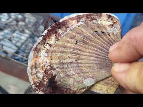 Видео: Гребешок морской Приморский - готовим на углях в ракушке