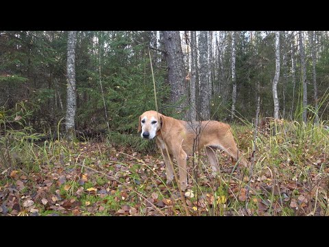 Видео: ОХОТА на ЗАЙЦА с Русской Гончей.14 октября.ЧАСТЬ 1.сезон 2022-2023.