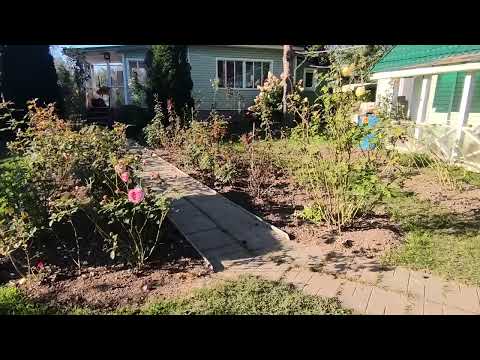 Видео: Сад в последний день сентября. Ленинградская область. 