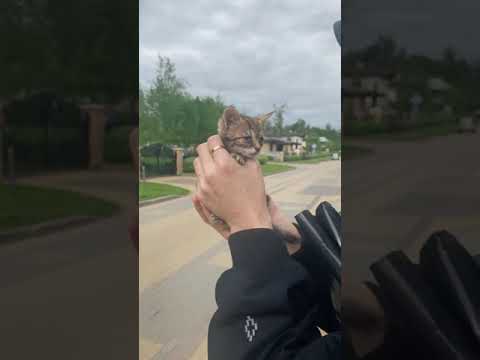 Видео: Дима Билан нашёл ещё одного маленького котёнка