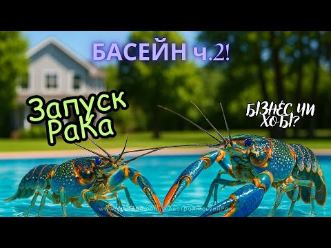 Видео: Як побудувати басейн для австралійського рака БЕЗ КОПІЙКИ ч. 2. Вирощування раків вдома