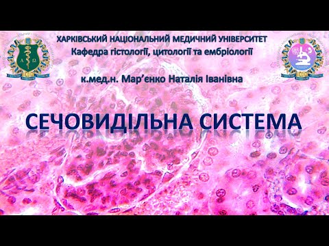 Видео: Сечовидільна система. Гістологія