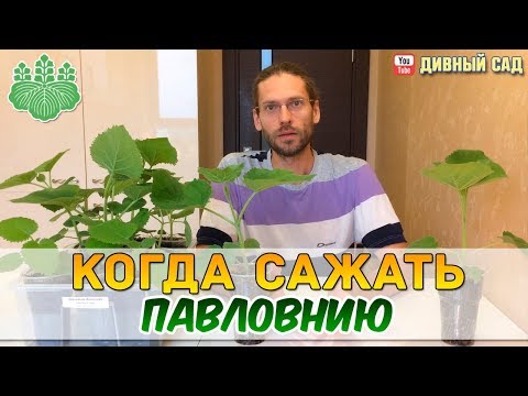 Видео: Когда сажать Павловнию или почему я сажаю почти все лето?