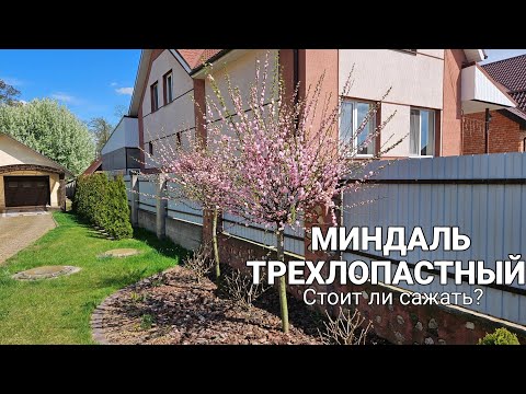 Видео: Миндаль трехлопастный или луизеания. Стоит ли его сажать?🌸 25 апреля 2025