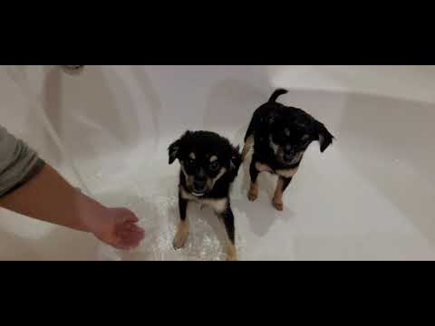 Видео: 🐶Уход за собаками в домашних условиях🐕