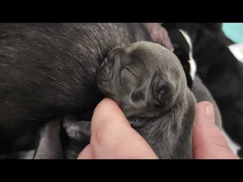 Видео: Первые дни после рождения щенков, щенки растут не по дням, а по часам./Французский бульдог/