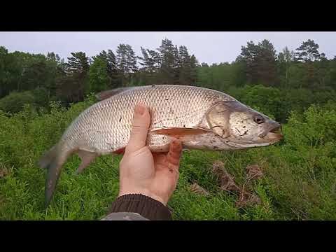 Видео: Ловля на кораблик. Кораблик в мае на жука.