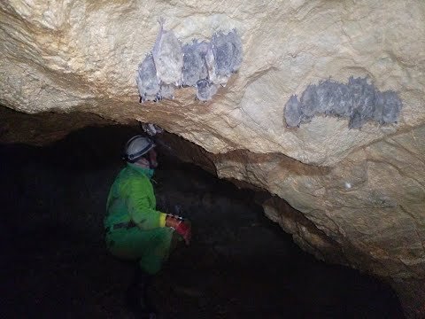 Видео: Барсуковская пещера -колония летучих мышей,они нас встречают шипением.