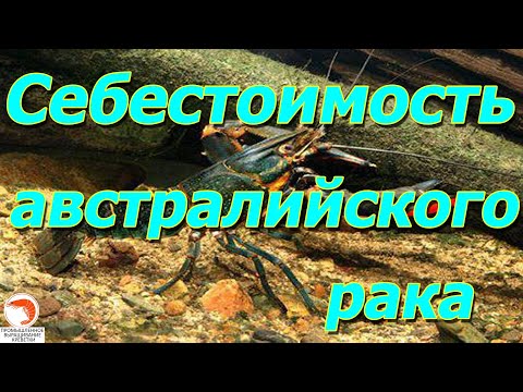 Видео: Поговорим о себестоимости австралийского красно клешневого рака