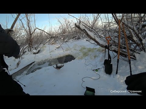 Видео: Рыбалка на паук, подъёмник. Ловим огромных карасей в болотном ручье.