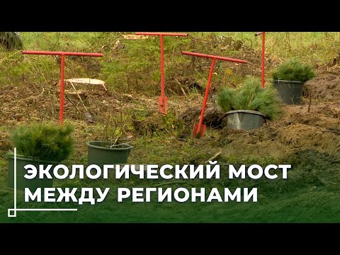 Видео: Кедры Приморья в Беларуси: как 15 000 деревьев стали символом дружбы