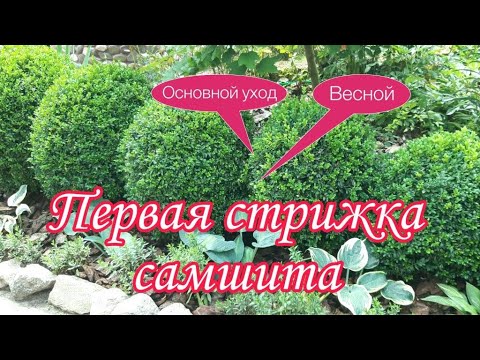 Видео: Первая Обрезка Самшита Весной.Основной Уход.Обработки.Полив.Нюансы стрижки.Уход за садом в Апреле.