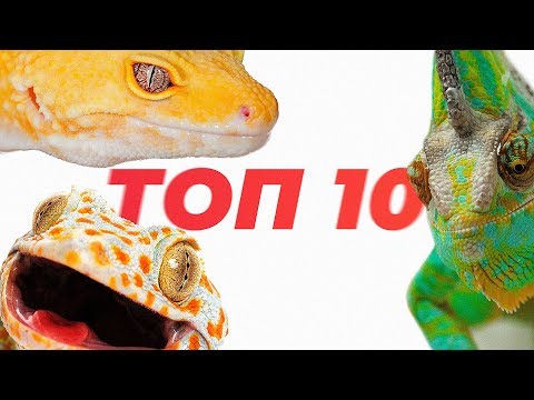 Видео: Топ 10 ящериц для содержания дома.