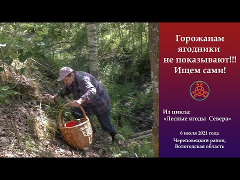 Видео: Горожанам ягодники не показывают! Ищем сами!  "Лесные ягоды Севера"