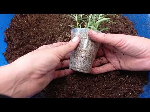 Видео: Алиссум Snow Princess. Черенкование в вермикулит.