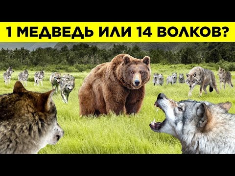 Видео: Эпичные Битвы Диких Животных