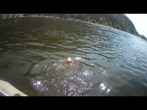 Видео: Рыбалка была унылая но потом Щуки пошли в Атаку