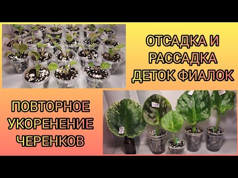 Видео: Отсадка и рассадка деток новеньких сортов. Повторное укоренение черенков.
