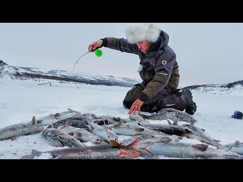 Видео: НЕРЕАЛЬНО! УТАЩИЛИ СНАСТИ и ГОРА РЫБЫ С ЛУНКИ! Рыбалка в ЗАПОЛЯРЬЕ ч.6