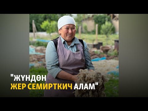 Видео: "Жүндөн жер семирткич алам"