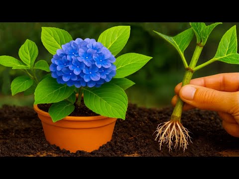 Видео: 🌸 Как размножить гортензию зимними или летними ветками