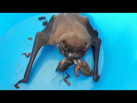 Видео: Нашли летучую мышь / кормление мыши