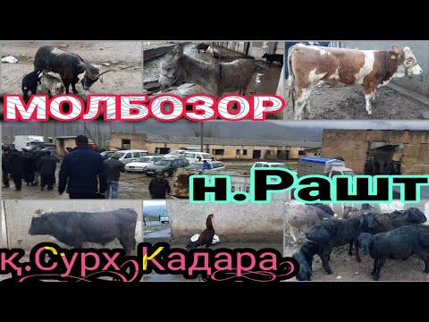 Видео: ЯКШАНБЕ: МОЛБОЗОР н.РАШТ 21-03-2021. (қ.Сурх д.Кадара).🐂🐑🐐