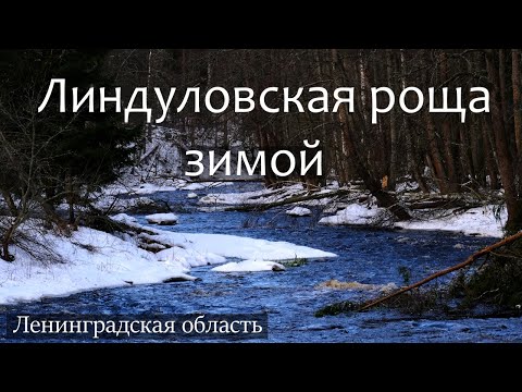 Видео: Линдуловская роща зимой, Ленинградская область
