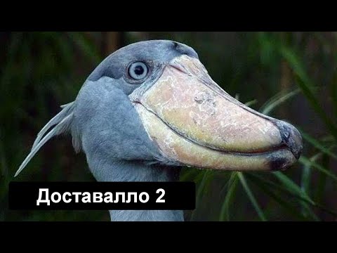 Видео: ДОСТАВАЛЛО 2 - Я всё равно тебя достану