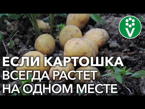 Видео: САЖАТЬ КАРТОФЕЛЬ ПОСЛЕ КАРТОФЕЛЯ можно только при выполнении этих условий!