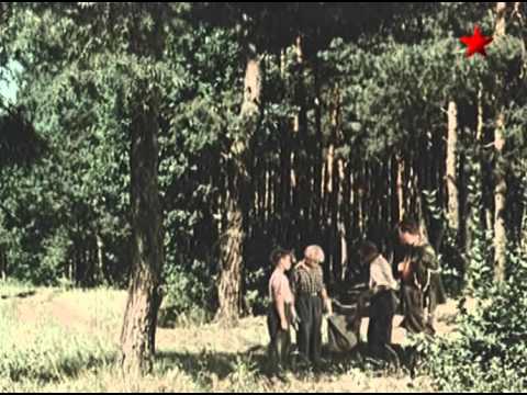 Видео: Серый разбойник