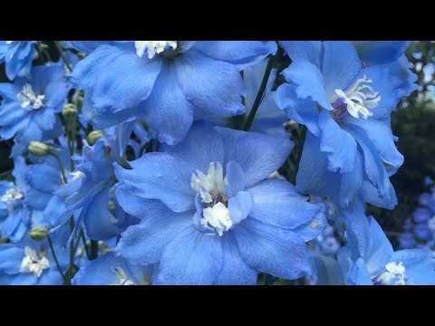 Видео: 10 самых любимых растений для сада