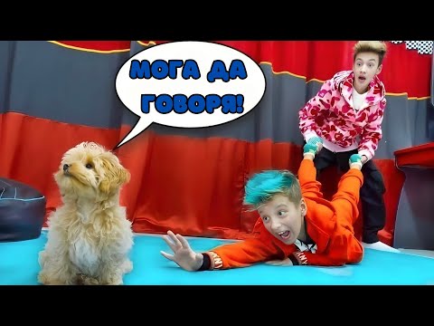 Видео: ТАТКО ИСКА ДА ИЗГОНИ КУЧЕНЦЕТО! 🐶 КУЧЕТО СТАНА ДЕТЕ И ПРОГОВОРИ? | Boys and Toys Bulgarian